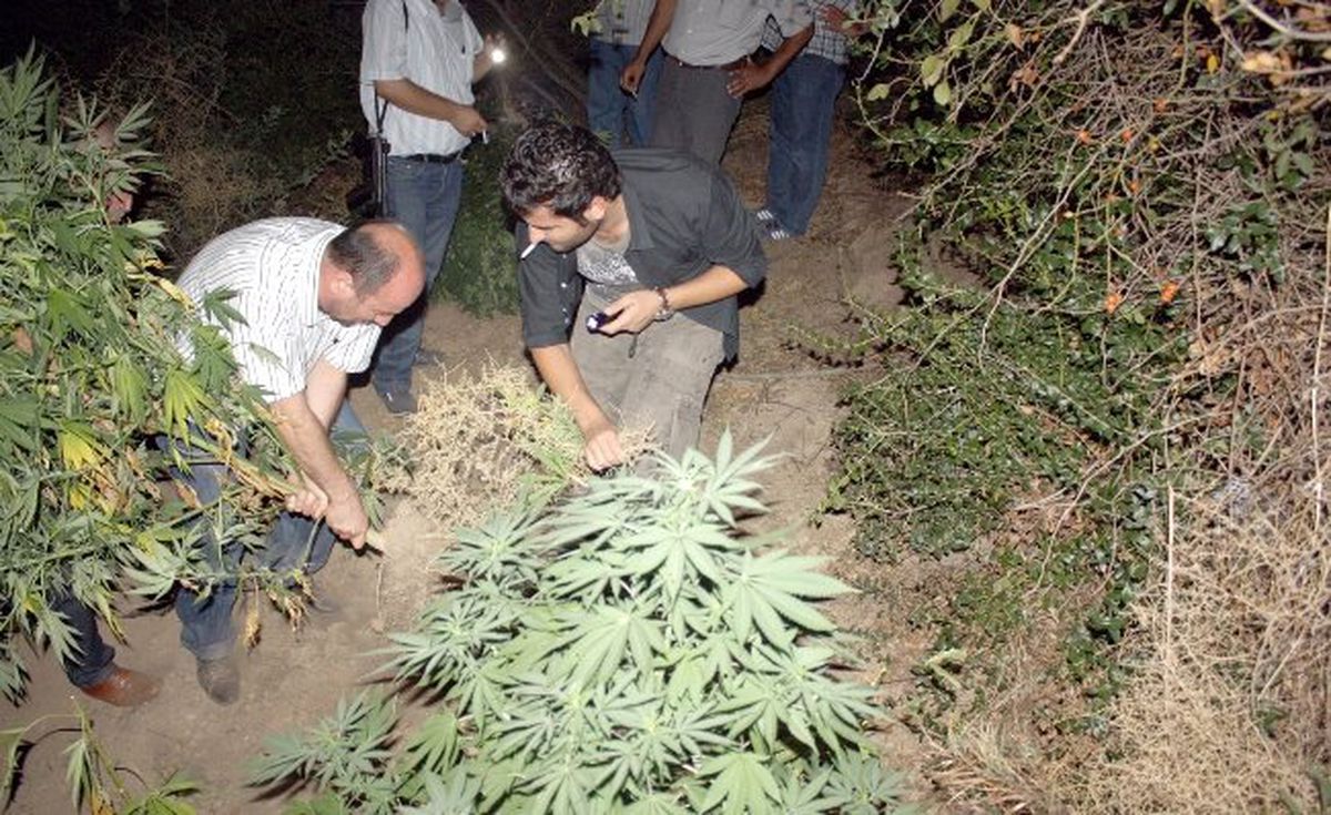 Bursa\'da Uyuşturucu Tarlalarına Baskın