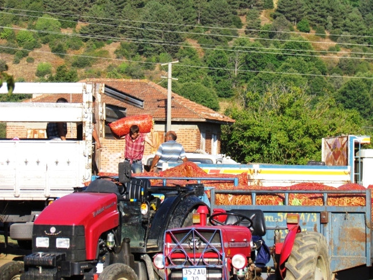 Gölcük\'ün "Cino" Fasulyesi Yok Satıyor