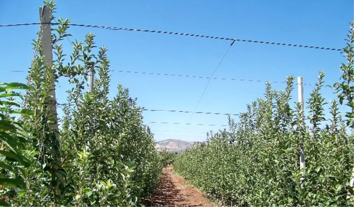 Kilis\'te Elma Bahçesi Kuruldu