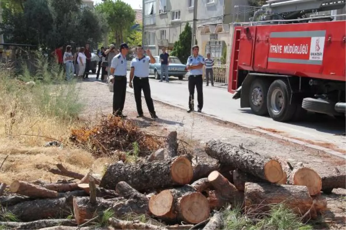 100 Yıllık Çamı Kestirmediler