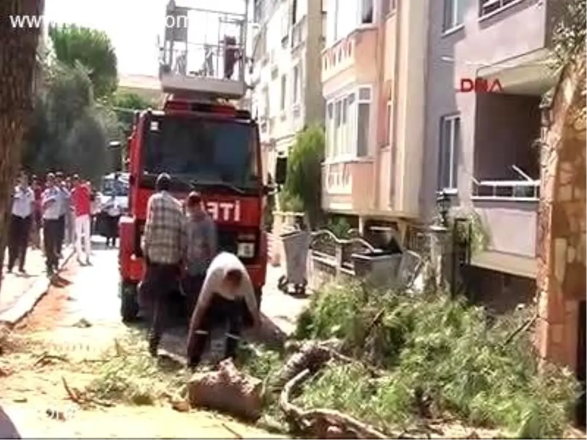 100 Yıllık Çamı Kestirmediler