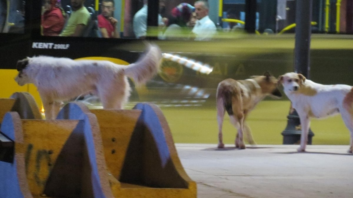 Malatya\'daki Başı Boş Köpekler Şehir Merkezini Mesken Tuttu