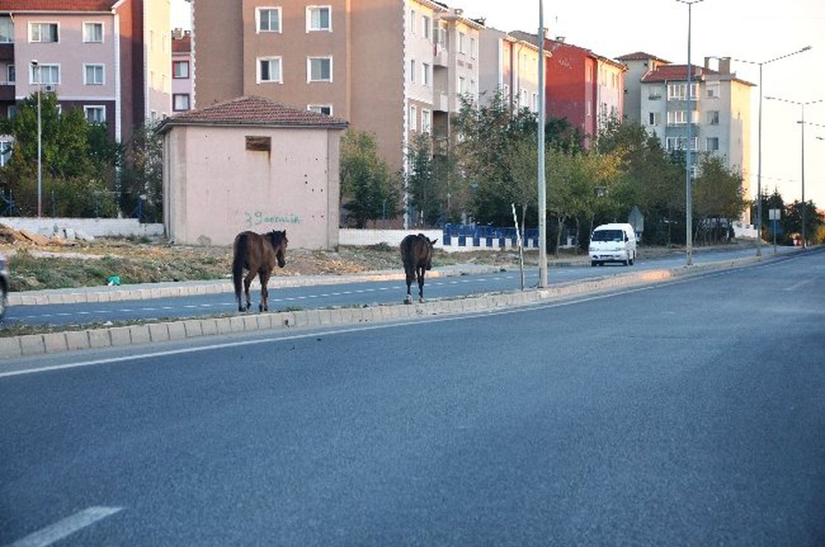 Başıboş Atlar Tehlike Yaratıyor