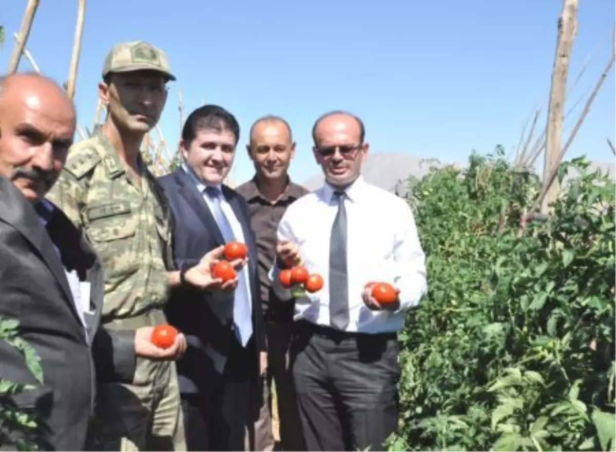 Ekinözü\'nde "Sırık Domates Tarla Günü" Etkinliği