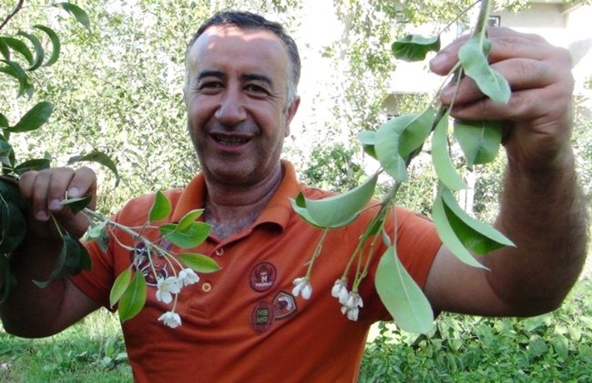 Eylülde Çiçek Açan Armut Ağacı Şaşırttı