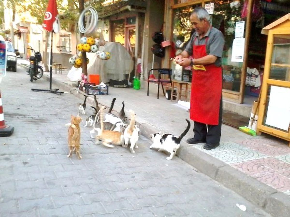 Hisarcıklı Esnaf Onlarca Kediyi Besliyor