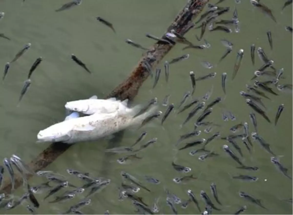 Karacabey\'de "Canbolu Deresi"Nde Balık Ölümleri