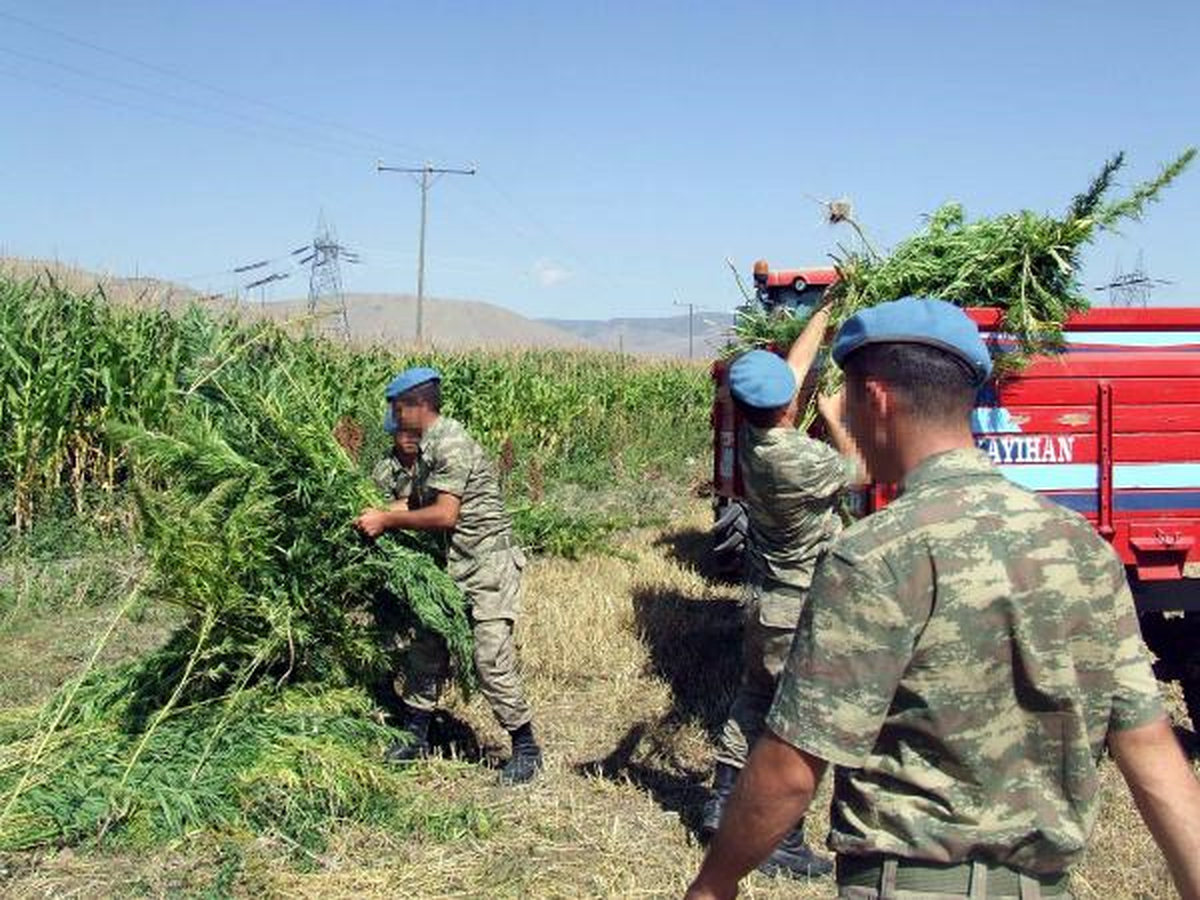 Mısır Tarlasında Hintkeneviri