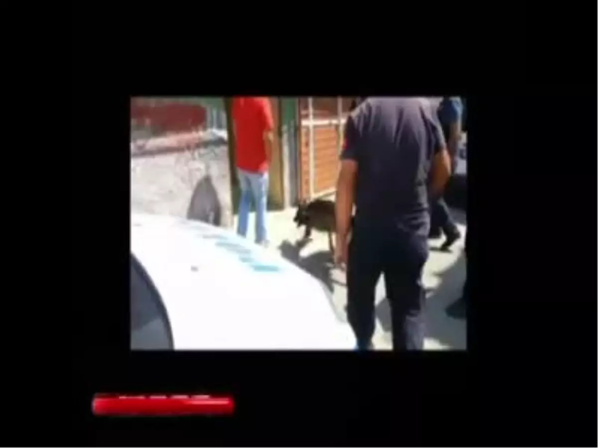 Adana\'da Narkotik Köpekleri İş Başında