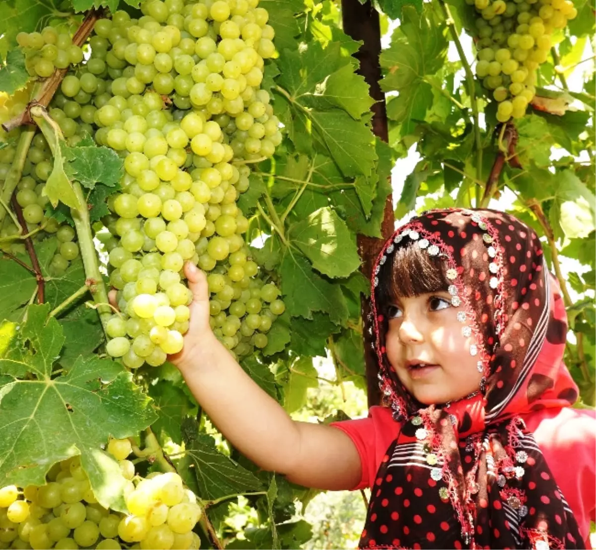 Sarıgöl\'de Sultaniye Üzüm Fiyatları Yükselişe Geçti