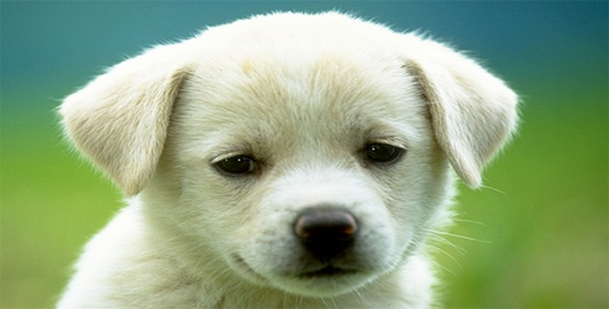 "Terk Edilmek Köpeklerin Psikolojisini Bozuyor"