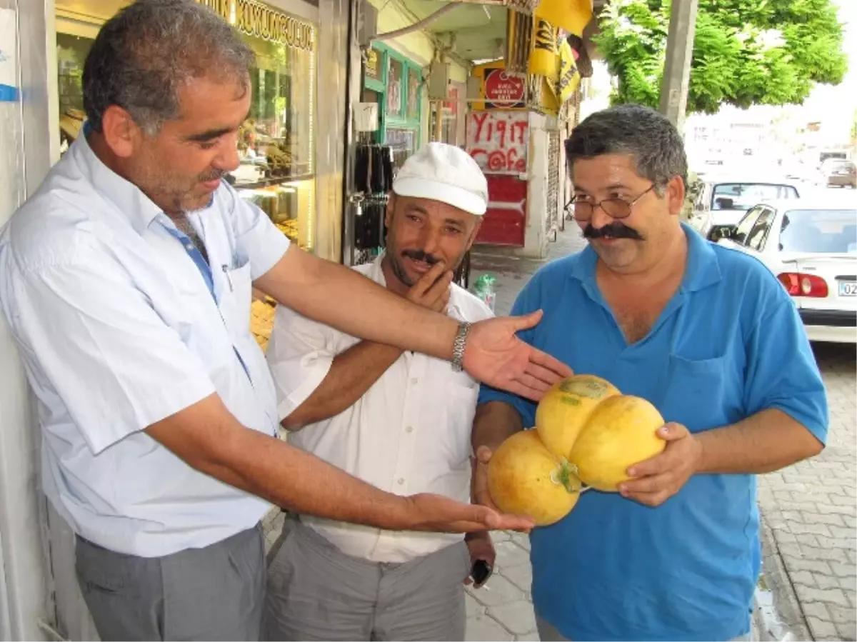 Üçüz Kavun Görenleri Şaşırtıyor