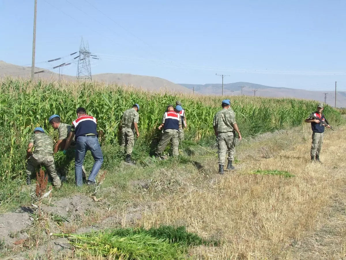 Erzurum\'da 868 Bin 127 Kök Hint Keneviri İmha Edildi