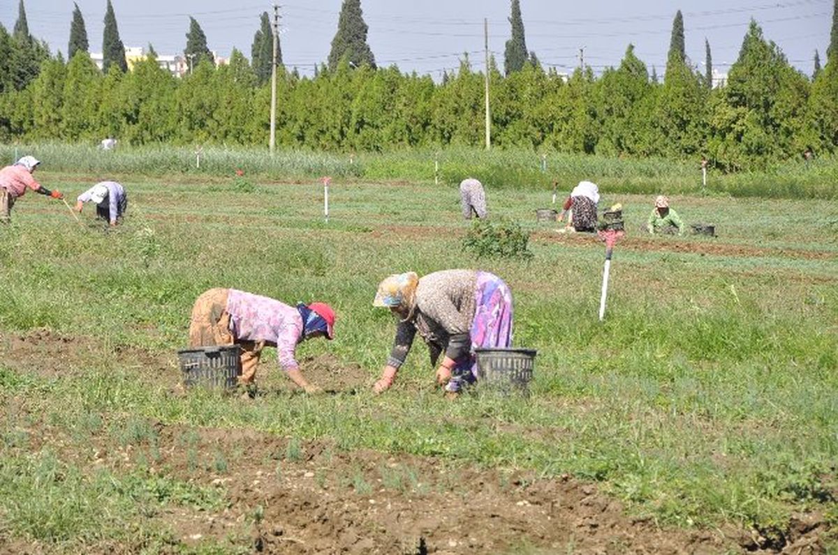 Fidanlıkta Kış Seferberliği