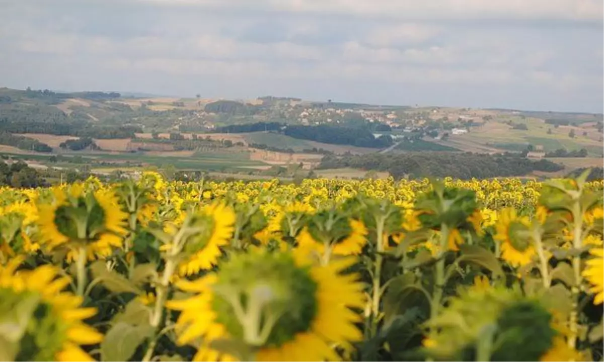 Kaynarca Yağlı Tohumlar Kooperatifi Başkanı Göbekçioğlu Açıklaması