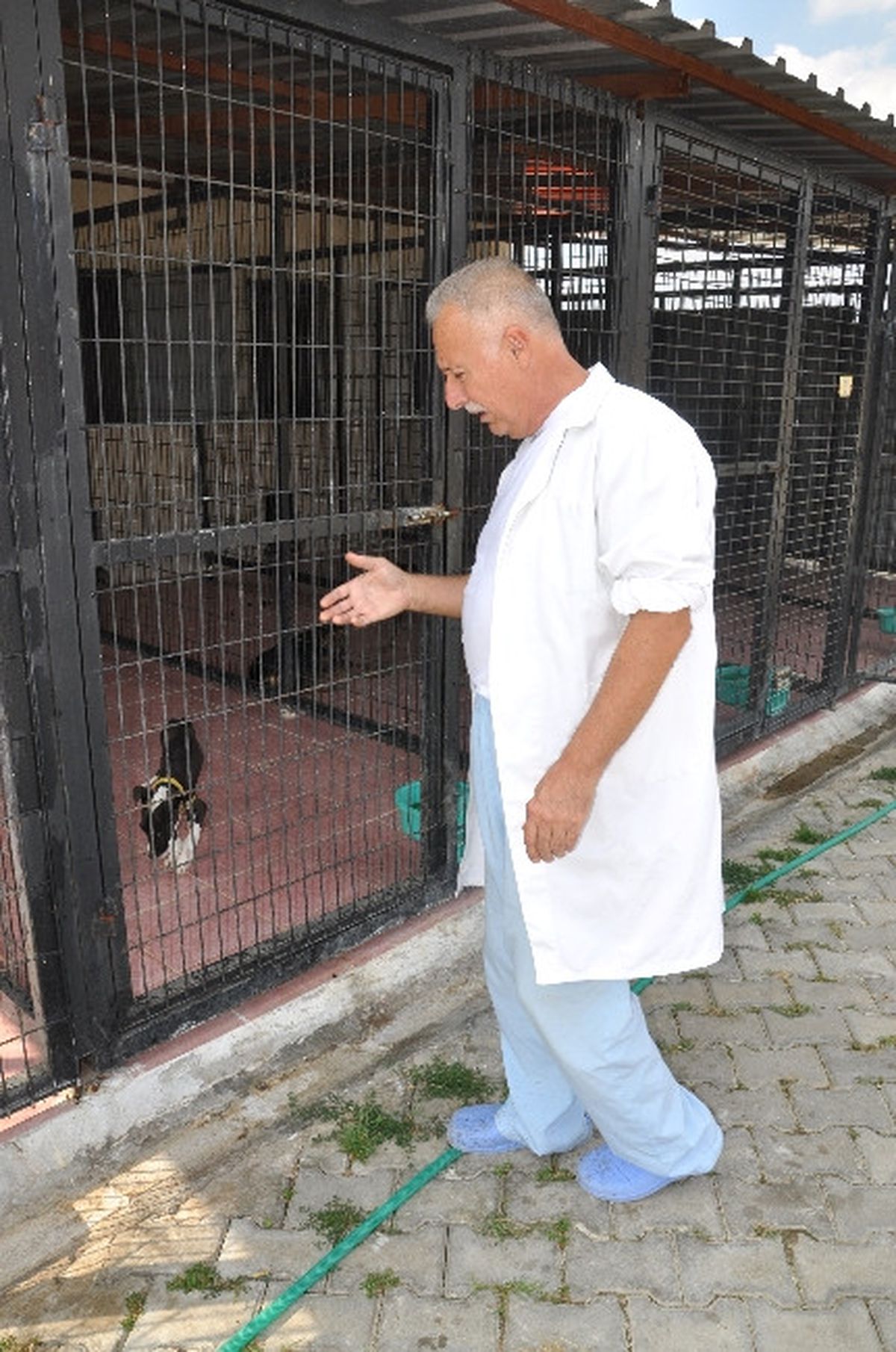 Kiracıoğlu: "Sokak Hayvanları ile Barışık Olalım"