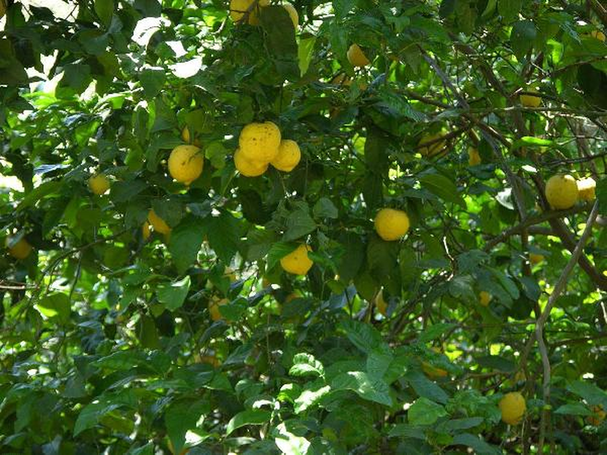 Limon Üreticisine Hasat Uyarısı