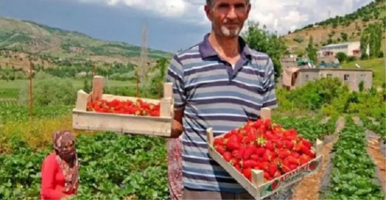 Sason Çilek Merkezi Oluyor