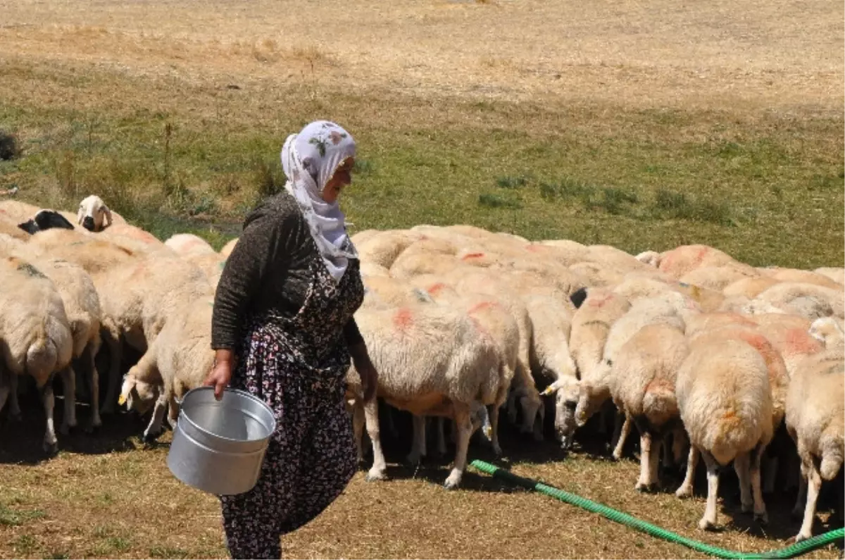 Sıradışı Kadın Çoban Seferihisar Koyun Keçi Panayırı\'na Geliyor