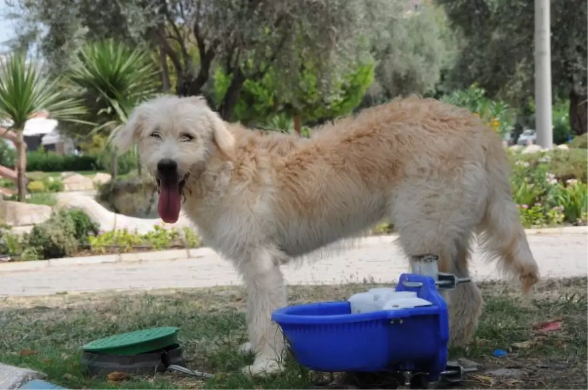 Aliağa'dan Sevimli Dostlar Duyarlılığı
