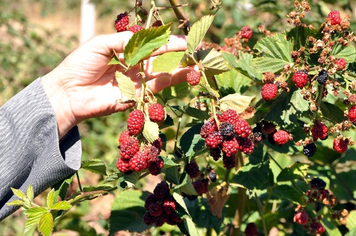 Böğürtlen Bahçesi Hedefine Ulaştı