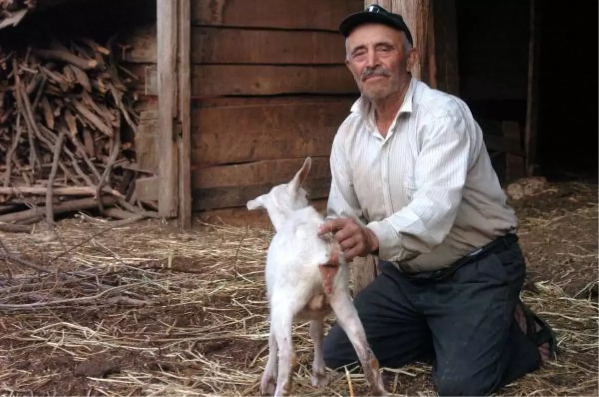 Çift Cinsiyetli Oğlak