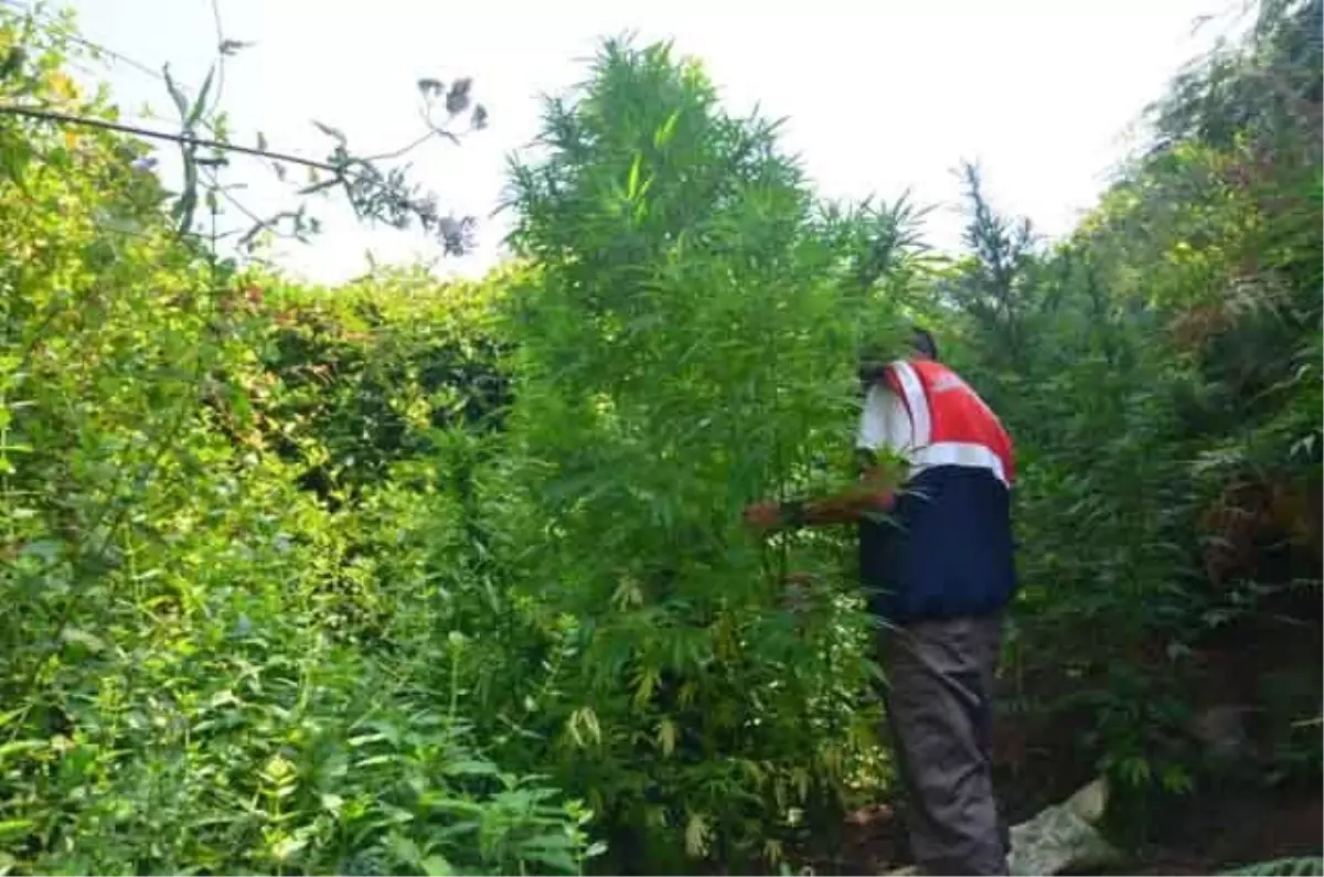 Jandarmadan Kaçak Sigara ve Uyuşturucu Operasyonu