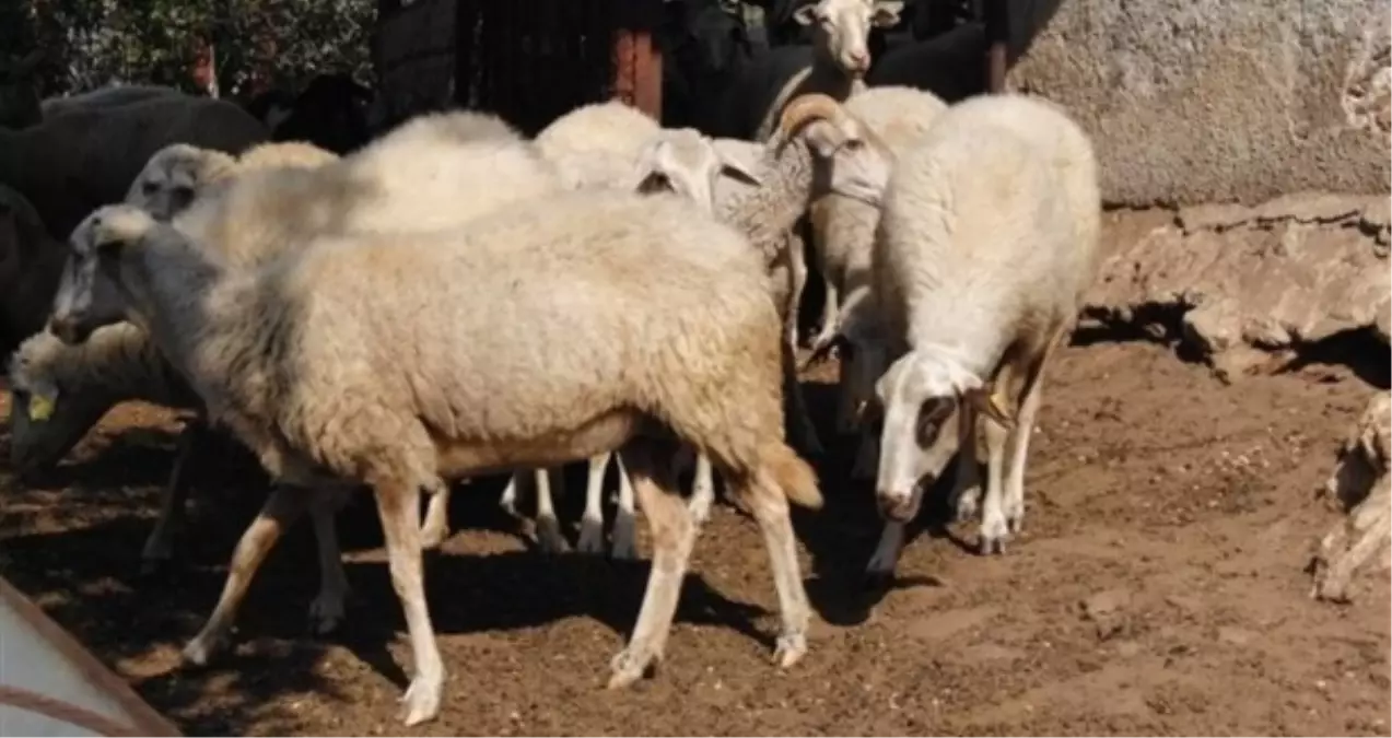 Küçükbaş Hayvanlarda Görülen "Çiçek" Hastalığı