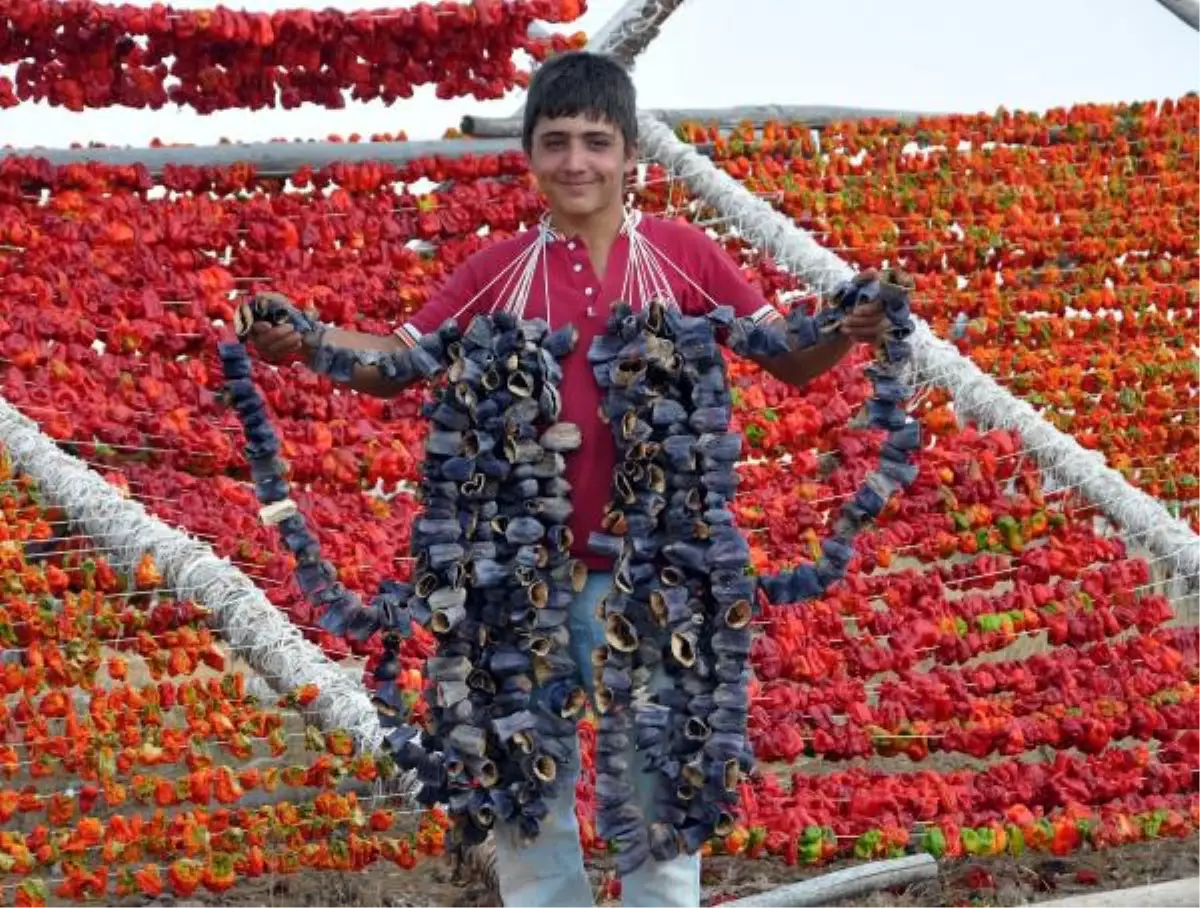 Oğuzeli\'nde Kurutmalık Biber ve Patlıcan Sezonu Başladı