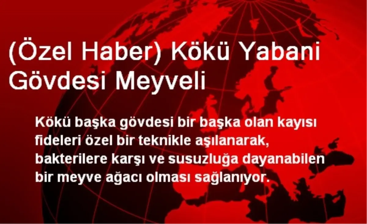 (Özel Haber) Kökü Yabani Gövdesi Meyveli