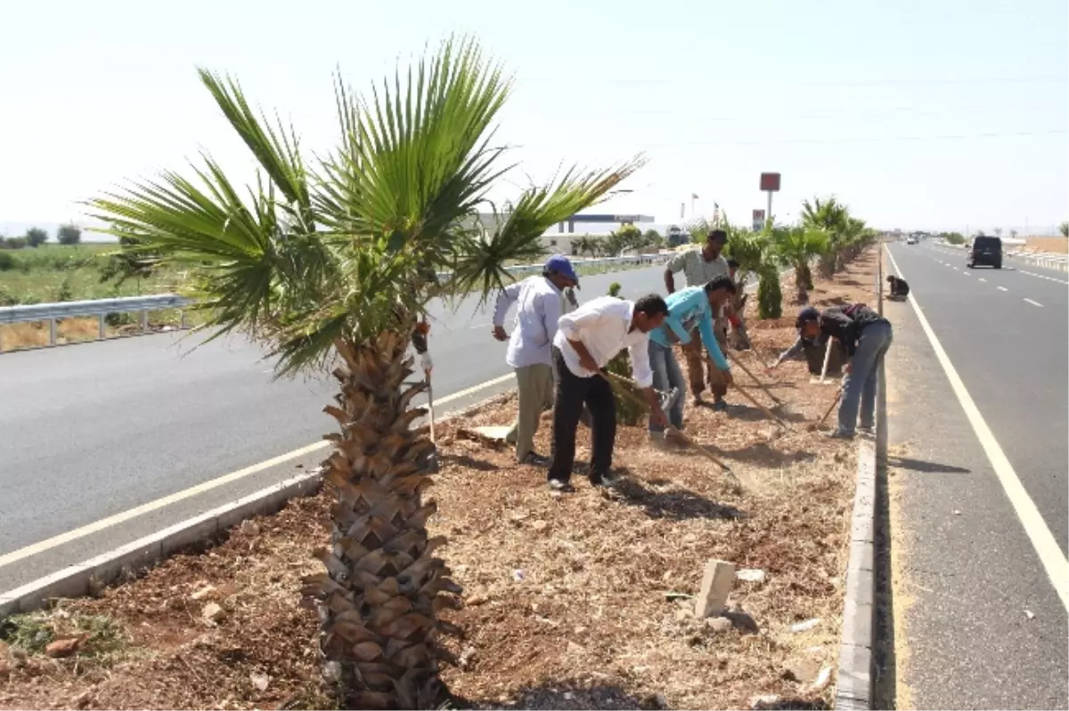 Şanlıurfa-Mardin Yolu Ağaçlandırıldı