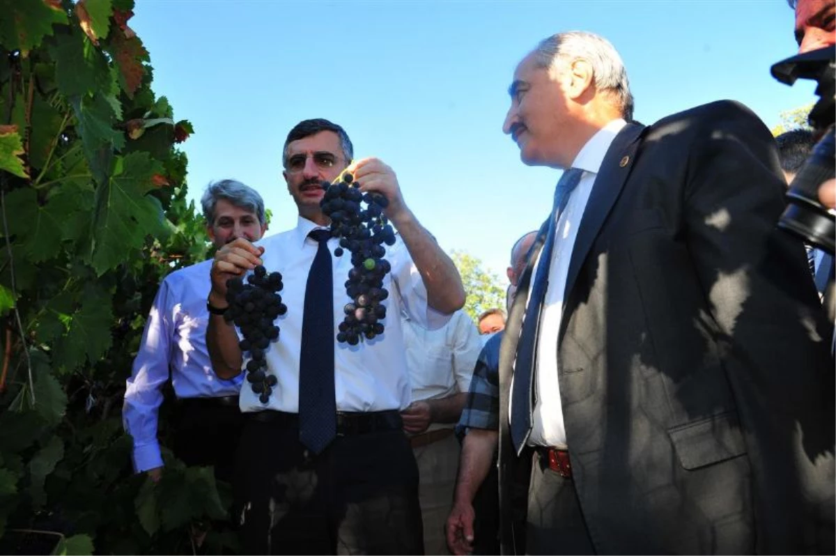 Tosya\'da Üzüm Bağbozumu Tarla Günü Etkinliği Yapıldı