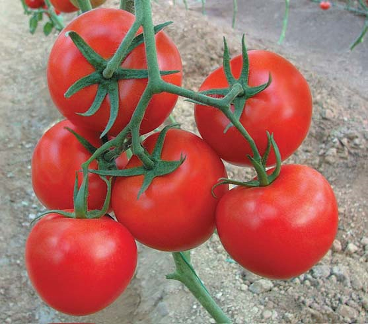 Yenişehir\'de Sofralık Sırık Domatesi Tarlada Kaldı