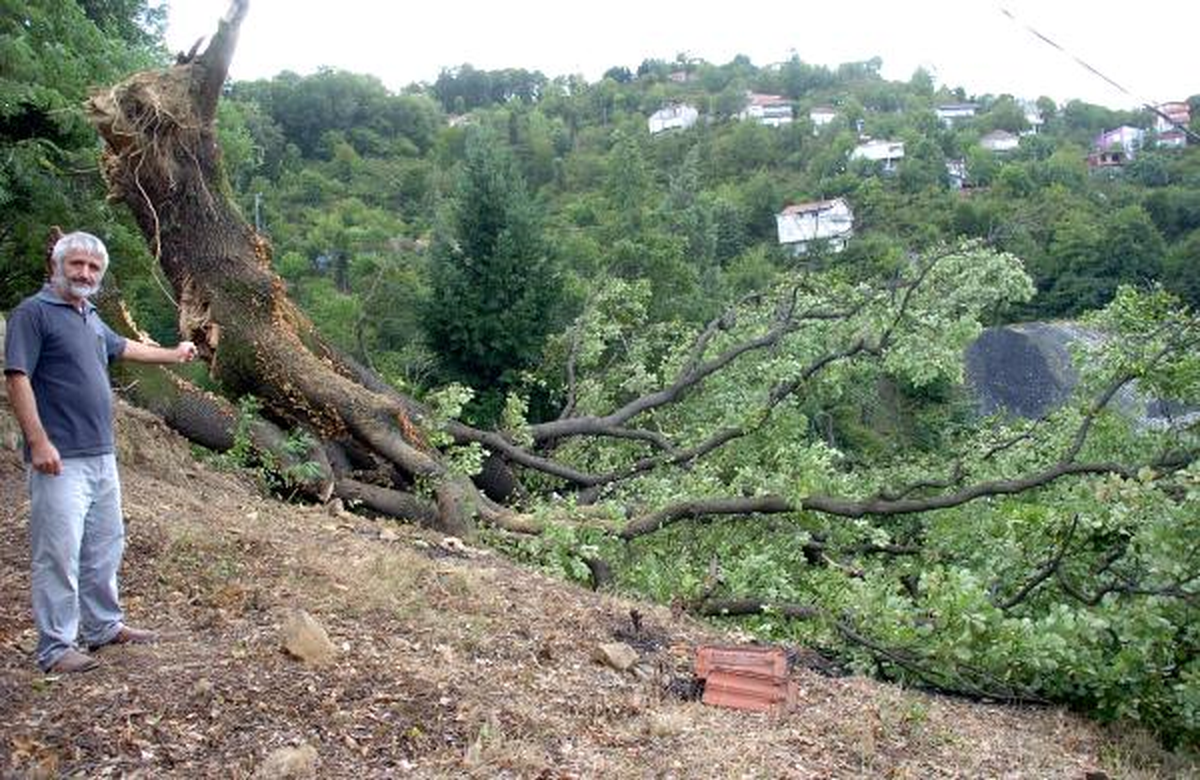 Rüzgarda Ağaç Devrildi
