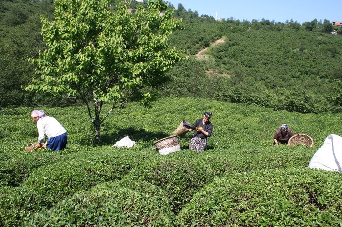 Espiye\'de Üçüncü Sürgün Çay Toplanmaya Başlandı