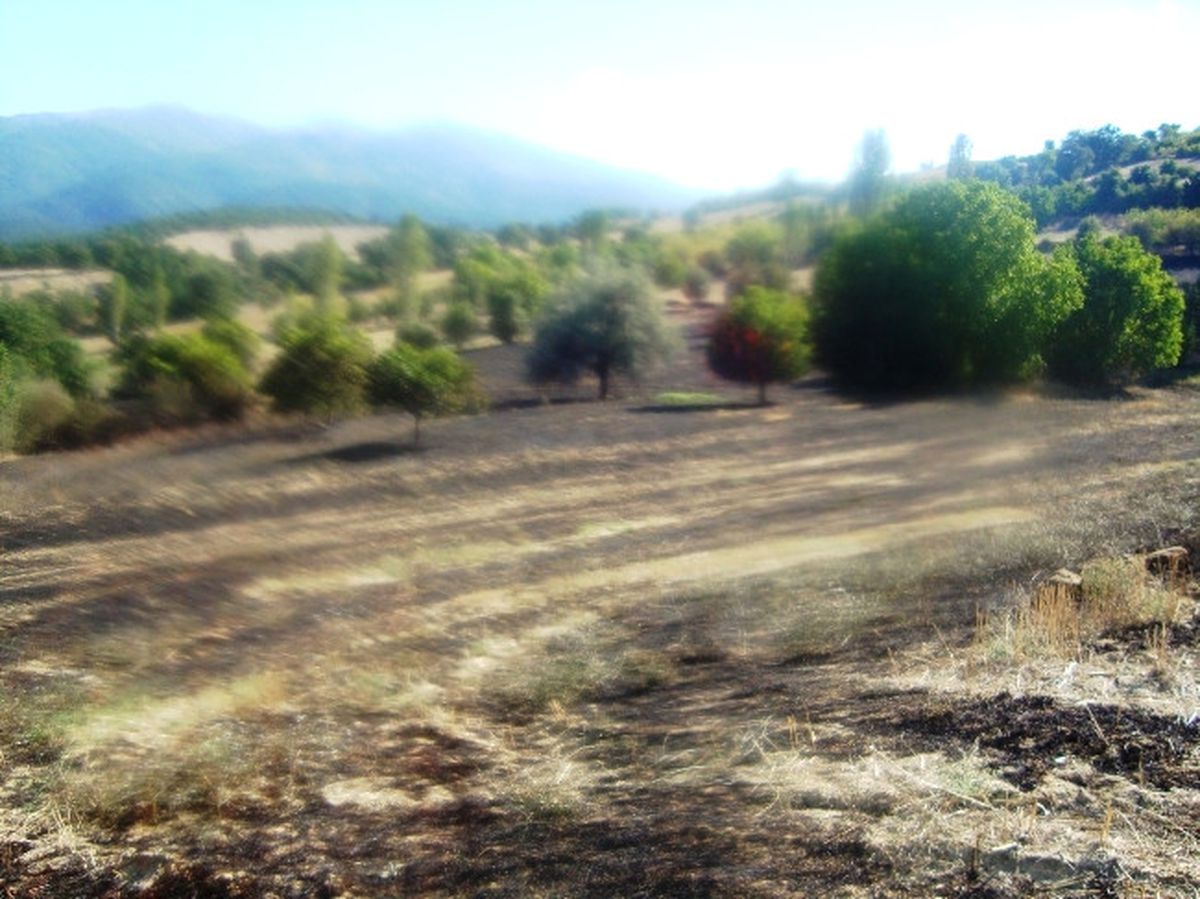 Hisarcık\'ta Arazi Yangını