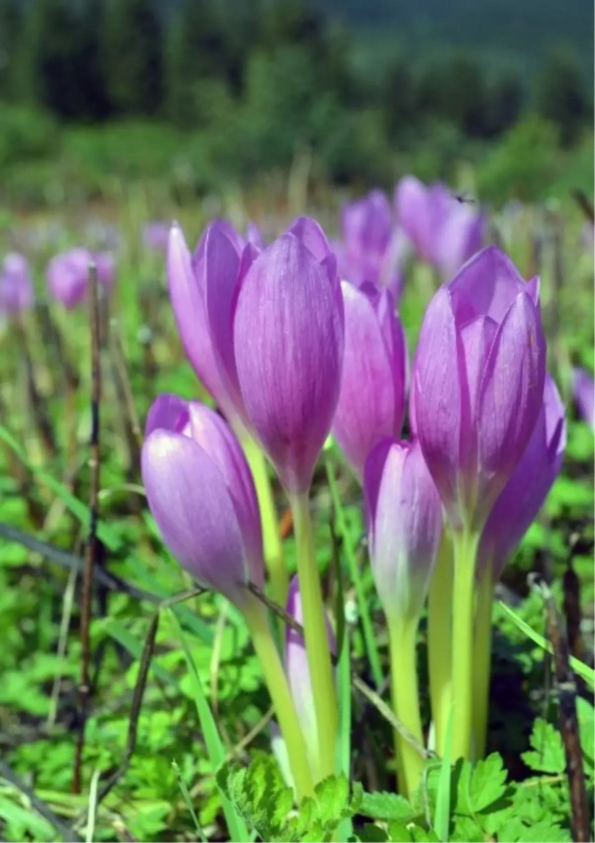 Karadeniz Yaylalarında Vargit Çiçekleri Açtı