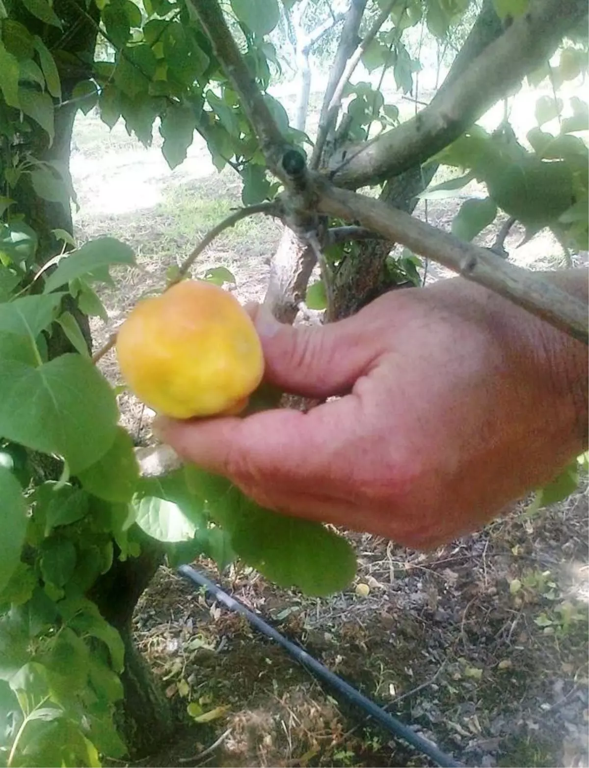 Malatya\'da Şarka Virüsü Taraması Yapıldı