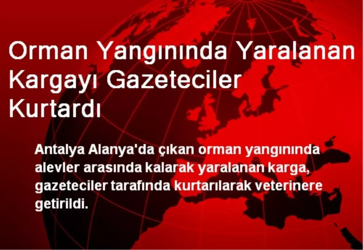 Orman Yangınında Yaralanan Kargayı Gazeteciler Kurtardı