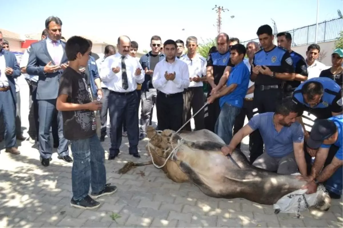 Siirt Akademi\'ye Adanan Dana Törenle Kesildi