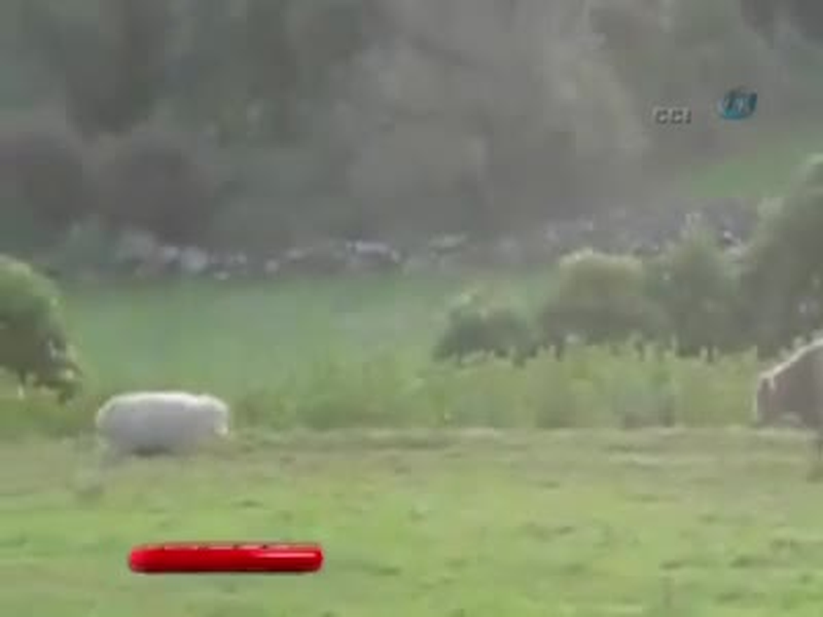 ABD\'de Koyundan Boğaya Toslama Dersi