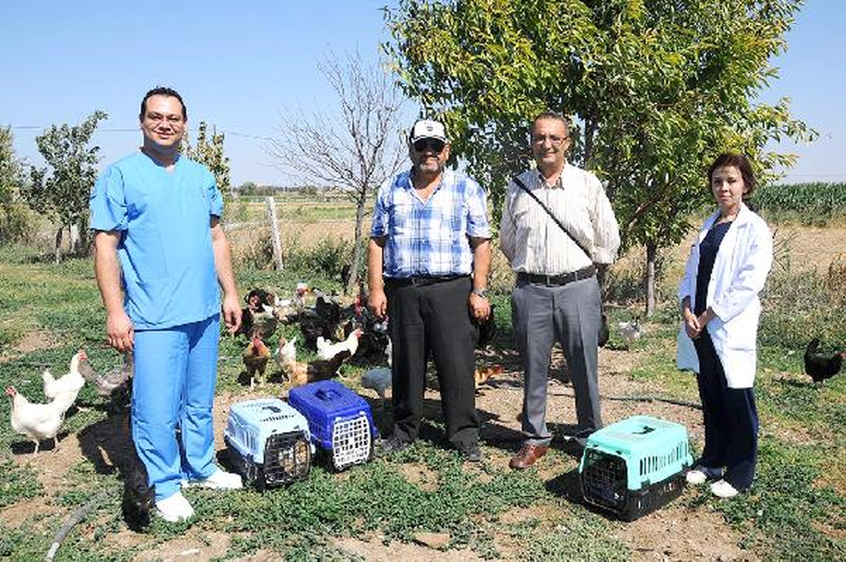 Barınaktaki Kedilerin Çoğunu Çiftlik Sahipleri Aldı