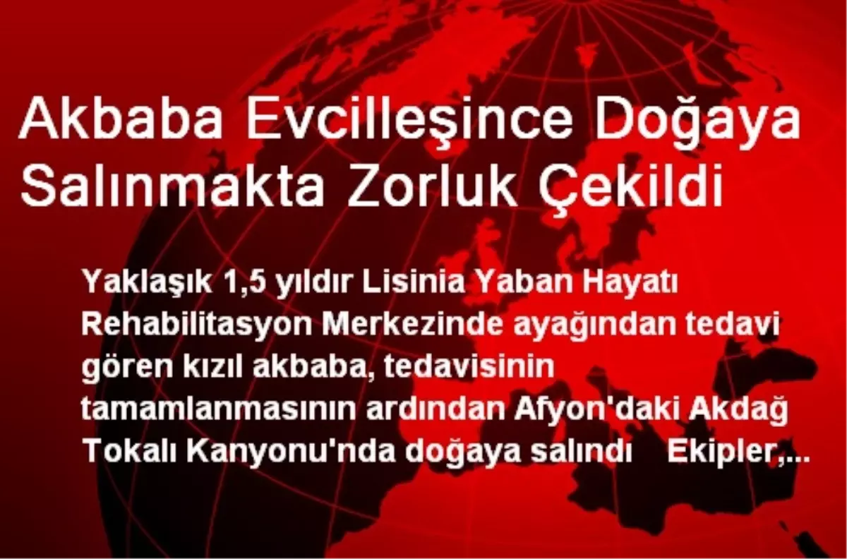 Akbaba Evcilleşince Doğaya Salınmakta Zorluk Çekildi