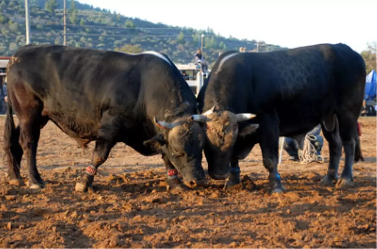 Muğla\'da Boğa Güreşleri Festivali Düzenlendi