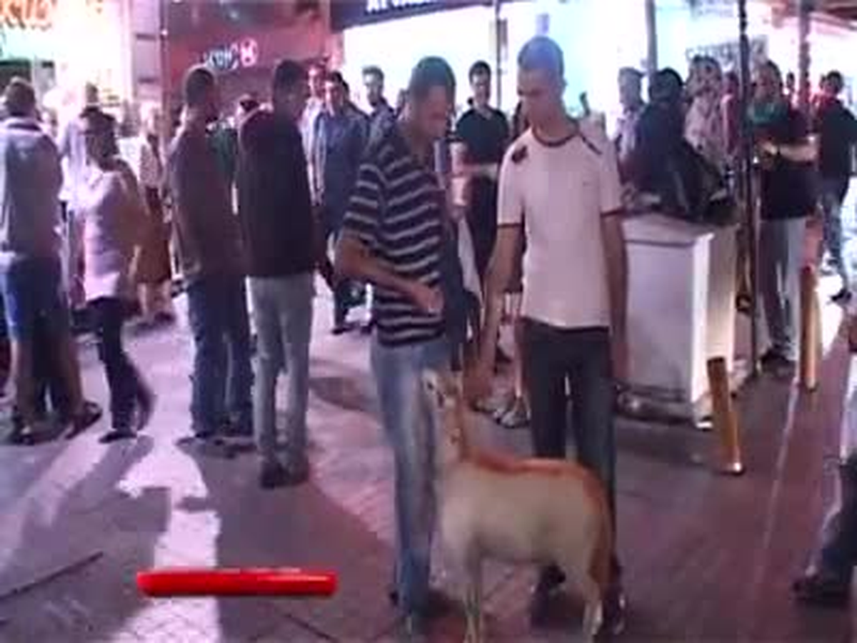 Taksim\'de Kuzusu ile Gezen Adam