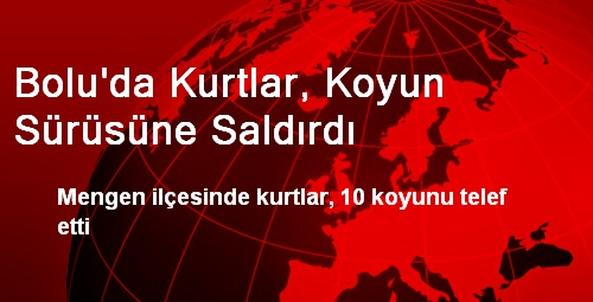 Bolu\'da Kurtlar, Koyun Sürüsüne Saldırdı
