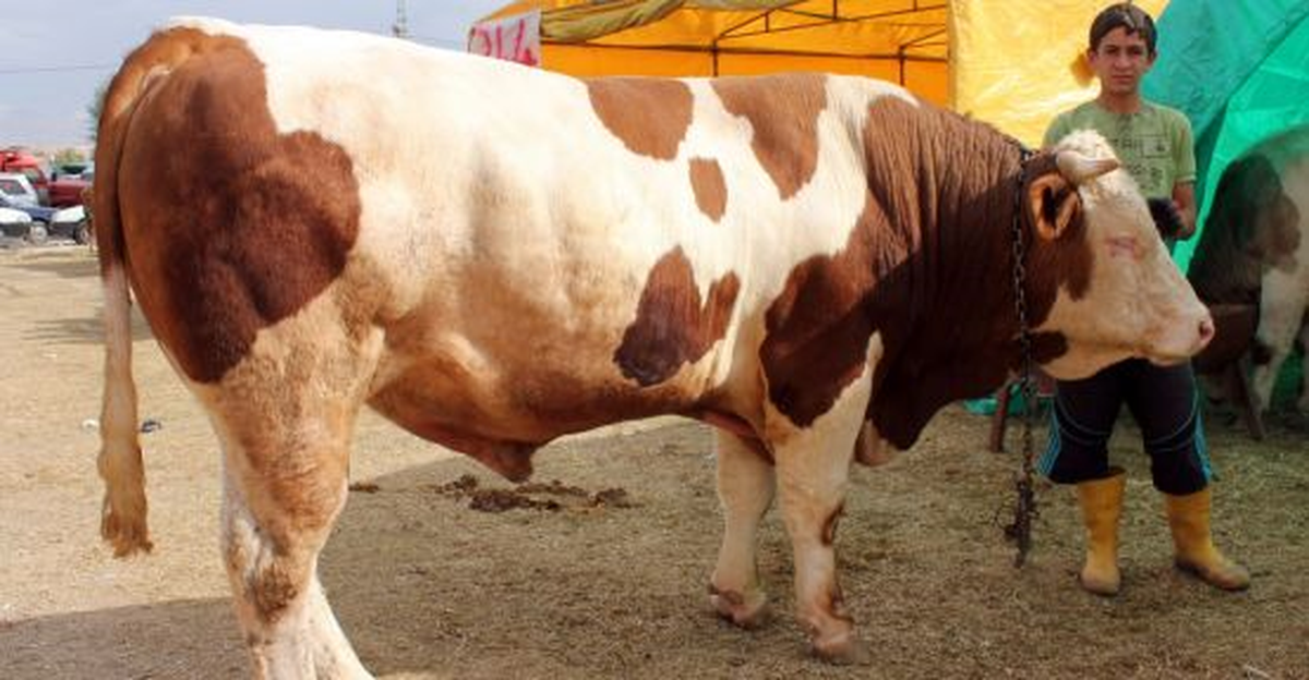 Çanakkale\'de 1 Ton 350 Kilogramlık Boğa Satışa Sunulacak