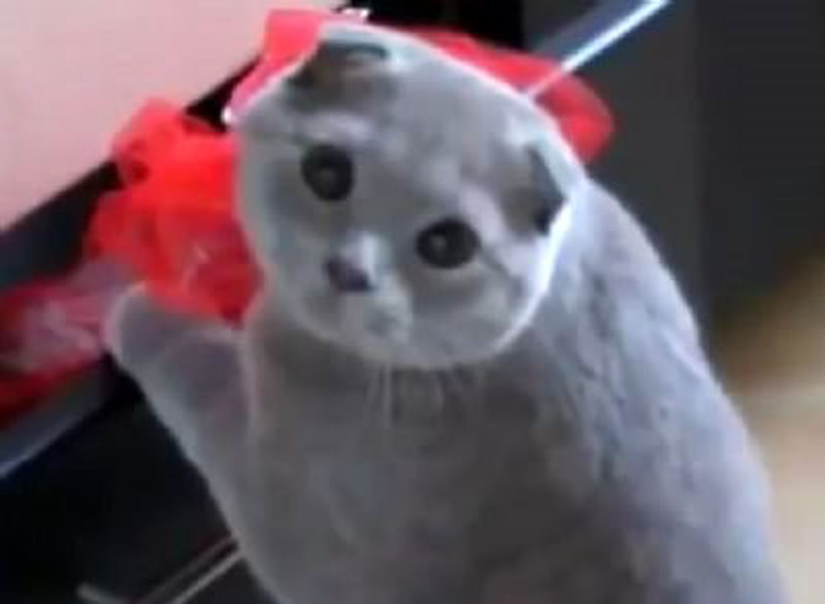 Evde Hırsızlık Yapan Kedi Suç Üstü Yakalandı