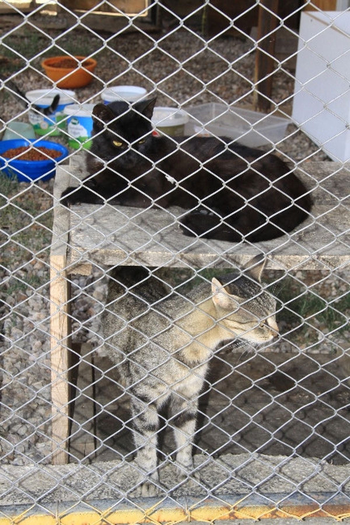 Evlerde Bakılan Köpeklerin Belediyeye Kaydettirilmesi Gerekiyor