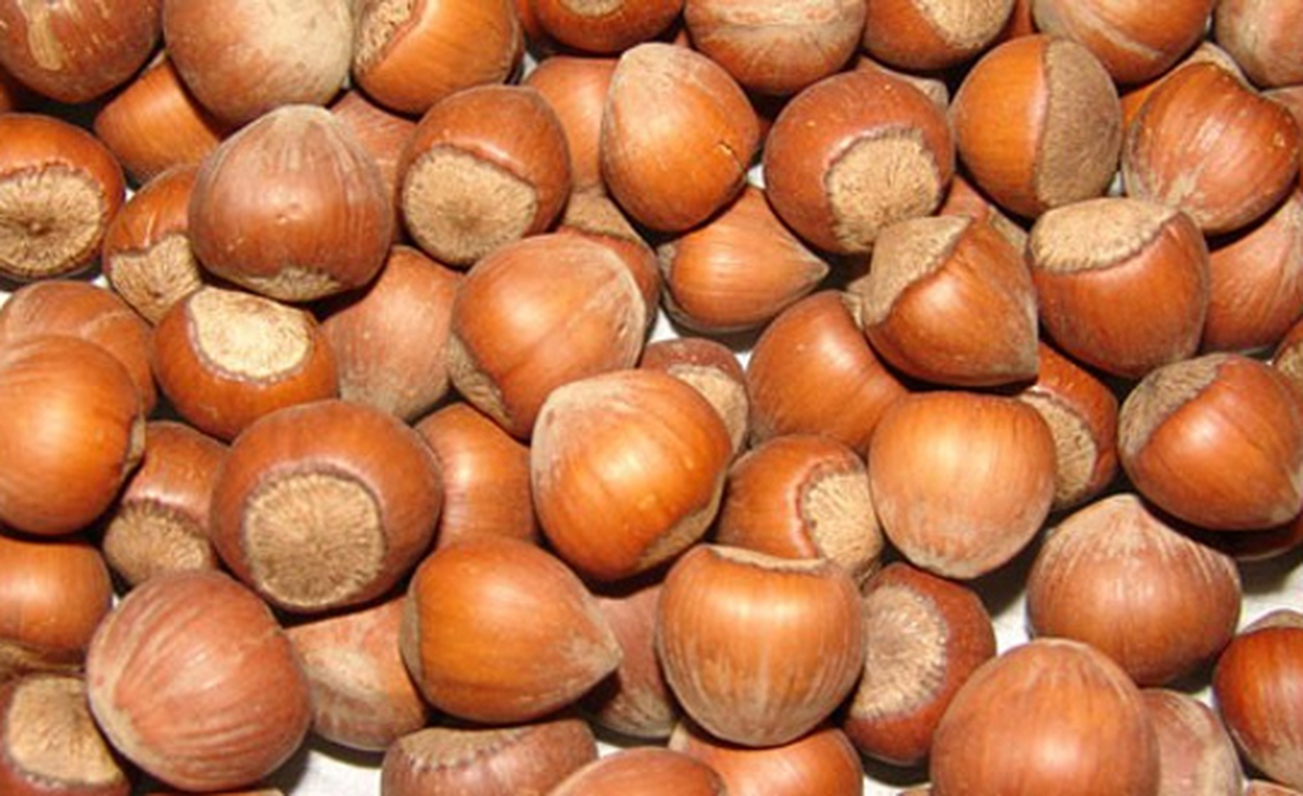 Fiskobirlik\'in Fındık Alımları